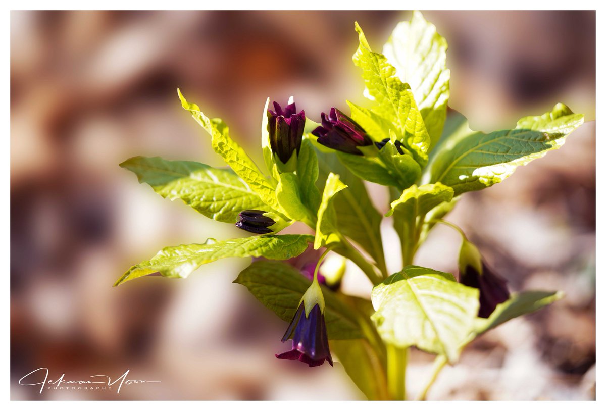 이렇게 예쁜데  이름은 '미치광이 풀'입니다