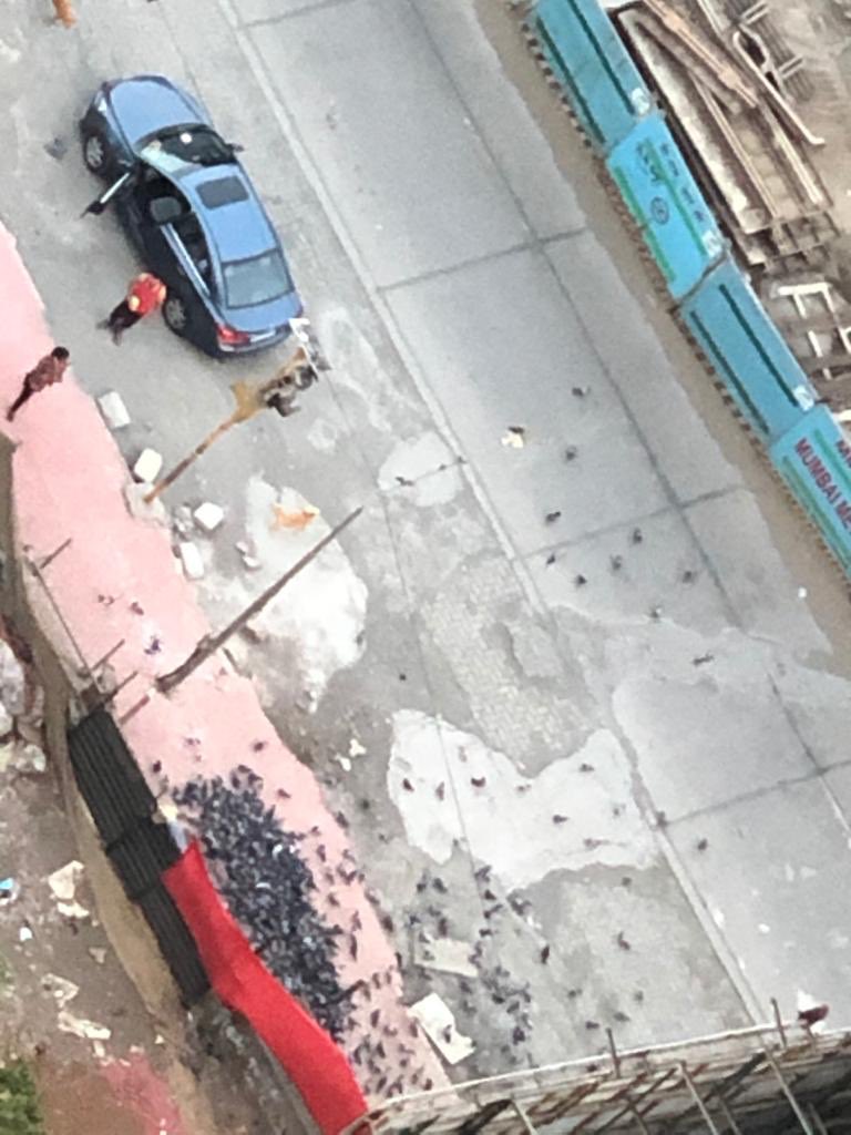 MenacePigeon's tweet photo. Animal lovers/feeders, be responsible for ur actions. It’s good deed to feed but not in unsafe zones like footpath &amp;road. We are watching you all daily &amp; u are responsible for their deaths. Totally unacceptable and strong actionable.@richapintoTOI @_iampratip @mybmc @mybmcwardKW https://t.co/asbSJlQ7pA