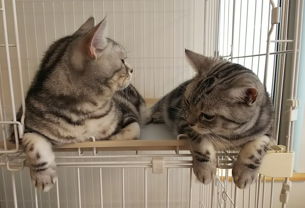 miyako tweet media