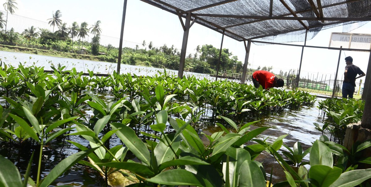MongabayID's tweet photo. Cerita Laskar Peduli Lingkungan Merawat Pesisir Amping Parak
=
Berkat aksi mereka ini, terbitlah aturan, dari level nagari sampai pemda, yg berisi perlindungan kawasan sampai ekowisata di Pesisir Amping Parak dan  pulau2 kecil di  Pesisir Selatan, Sumbar
https://t.co/qwuePfPgw5 https://t.co/YYkUaoWBqv