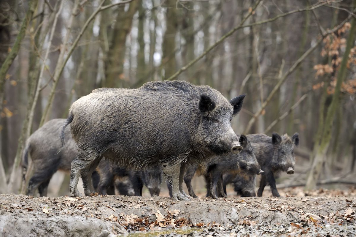 franchise_gazer's tweet photo. Radioactive boar from #Fukushima doesn't give a rat's ass about #coronavirus 

He just wants out of cage to be with girlfriend, hang with buddies #lockdown #quarantine #frustrated #covid19 😞 https://t.co/SnoMgW1DC9