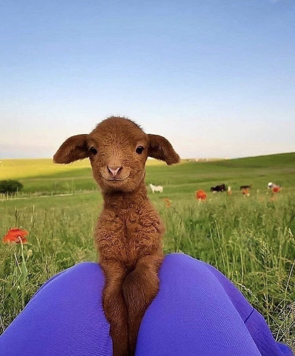 AHappierDay's tweet photo. This beautiful lambscape https://t.co/iIs27Oga0M