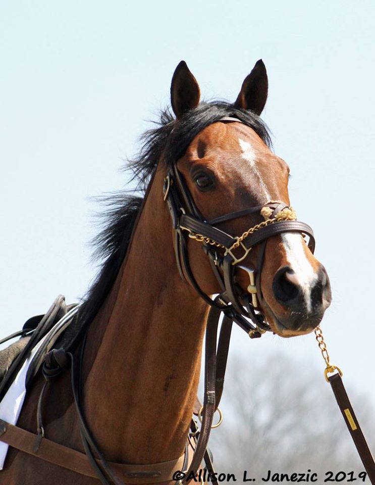 Prairie_Bayou's tweet photo. RIP Senior Senator. He passed due to complications from colic while preparing for a 2021 campaign. #SeniorSenator #MarylandHuntCup
https://t.co/6uc00rkNda https://t.co/zmdfcgyyh7