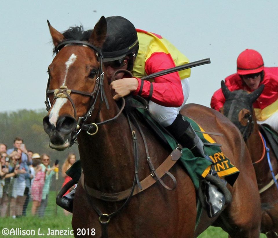 Prairie_Bayou's tweet photo. RIP Senior Senator. He passed due to complications from colic while preparing for a 2021 campaign. #SeniorSenator #MarylandHuntCup
https://t.co/6uc00rkNda https://t.co/zmdfcgyyh7
