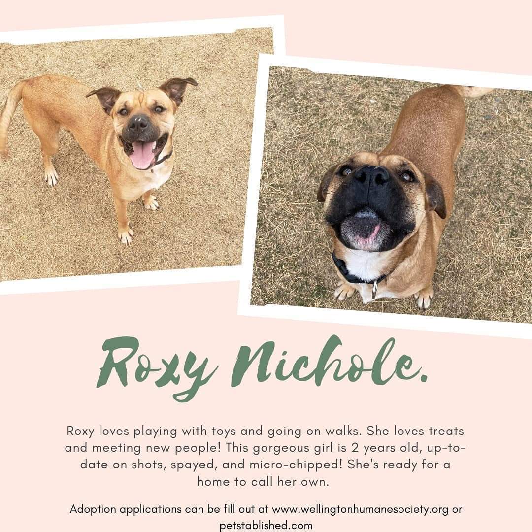SUHumaneSociety's tweet photo. Roxy loves toys and treats! She also loves to be outside playing and going for walks.
🐶 
If you think Roxy would make a great addition to your family fill out an application today! https://t.co/ANFu998yAn