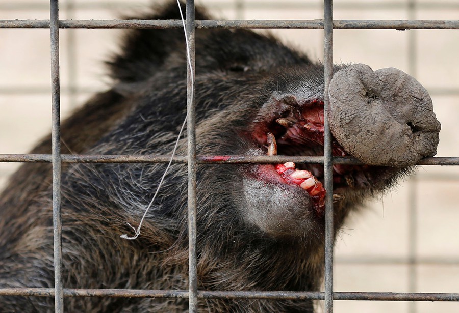 franchise_gazer's tweet photo. Radioactive boar from #Fukushima doesn't give a rat's ass about #coronavirus 

He just wants out of cage to be with girlfriend, hang with buddies #lockdown #quarantine #frustrated #covid19 😞 https://t.co/SnoMgW1DC9