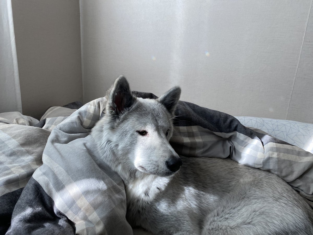 pepper_dog18's tweet photo. 거의 아이돌 화보......치명🤭 https://t.co/bvict2MIRH