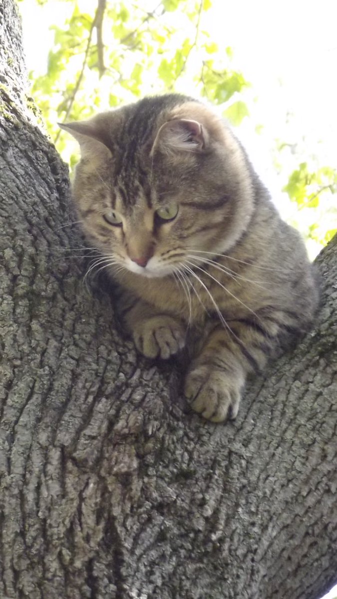 Mr. &amp; Mrs. Omar’s ... Tiger😻 #RebelsFightingOn @RebelNationABM