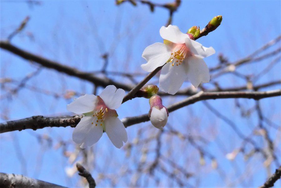 Uzivatel おもちゃとつながるお店 くろっつ Na Twitteru 4月18日 の 誕生木 マメザクラ 分類はバラ科 サクラ属 落葉中木 別名はフジザクラ ハコネザクラ 野生のサクラの一種 樹高 枝葉 花弁が他の桜より小さめなことから名がついた 富士山や箱根付近でよく