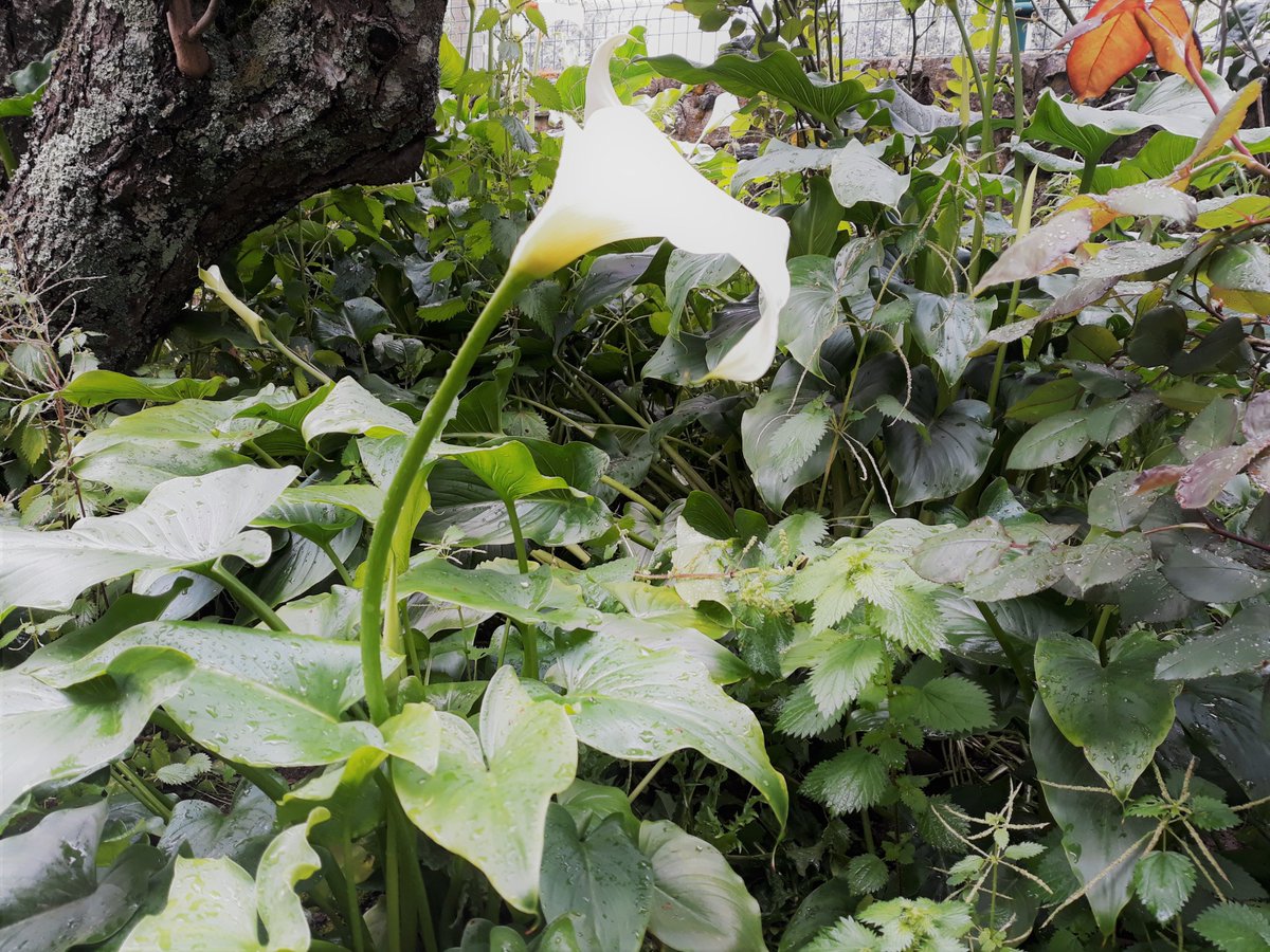 diana_therose's tweet photo. #flowers #countryside #nature #naturelovers #precious #delicate #lifestyle #home #details #beautiful #whiteflowers #jarros #copodeleite #callalily #arumlily #zantedeschiaaethiopica #raindrops #wildflowers https://t.co/G0c6xFr60Z