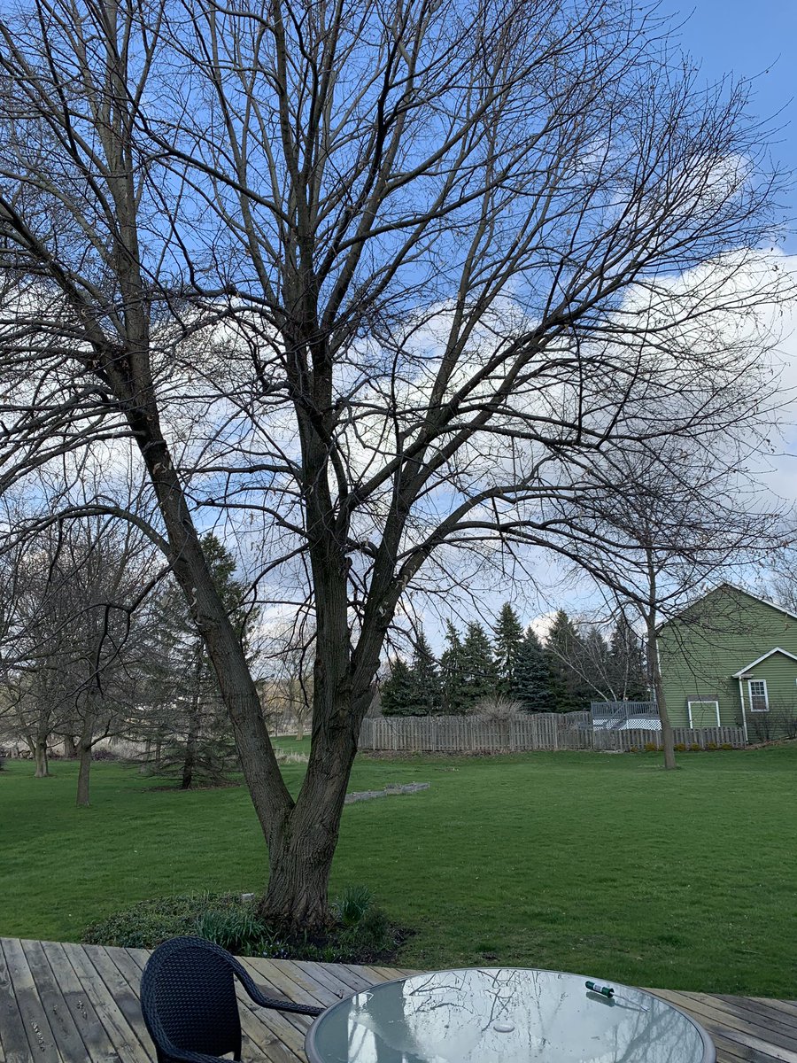 avatans's tweet photo. And it’s all gone by early afternoon. #snowinginapril https://t.co/S9imQoiBzO