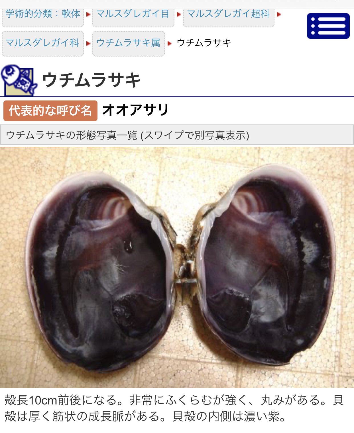 Hiroki 昔 千葉県で発掘しましたウチムラサキガイの化石です よく市場では大アサリという名前で販売されています 現在の大アサリと全然形が変わっていませんね 笑 T Co Fngvnwckdk Twitter