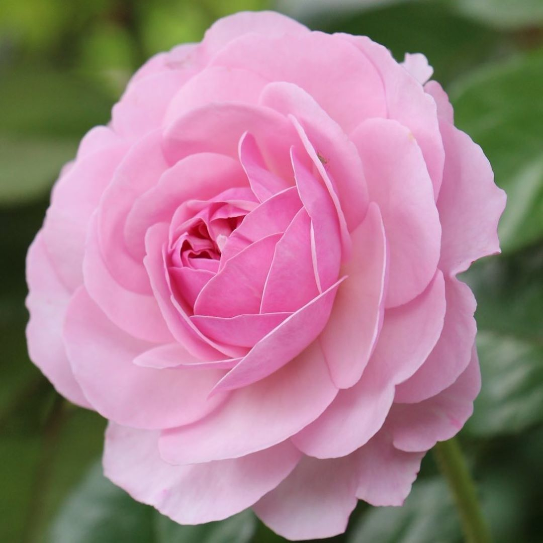 GrimmsGardens's tweet photo. This beautiful #davidaustinrose cared for by @fishtailcottage is beautiful.
Right now in Zone 5 is the perfect time to fertilize roses.
#rose #roses #roseshrub #garden #gardenrose #rosegarden #flower #pink ( #๐ท @fishtailcottage )
#growgrimms #grimmsgardens #weshipplants https://t.co/rcRlP6bvj7