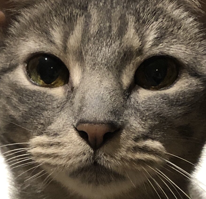 KateMcG2001's tweet photo. We are having some...Shelter-in-Place, “new home” issues.
#heidihi #momathome #deepcatthoughts https://t.co/aQPjUOknI9
