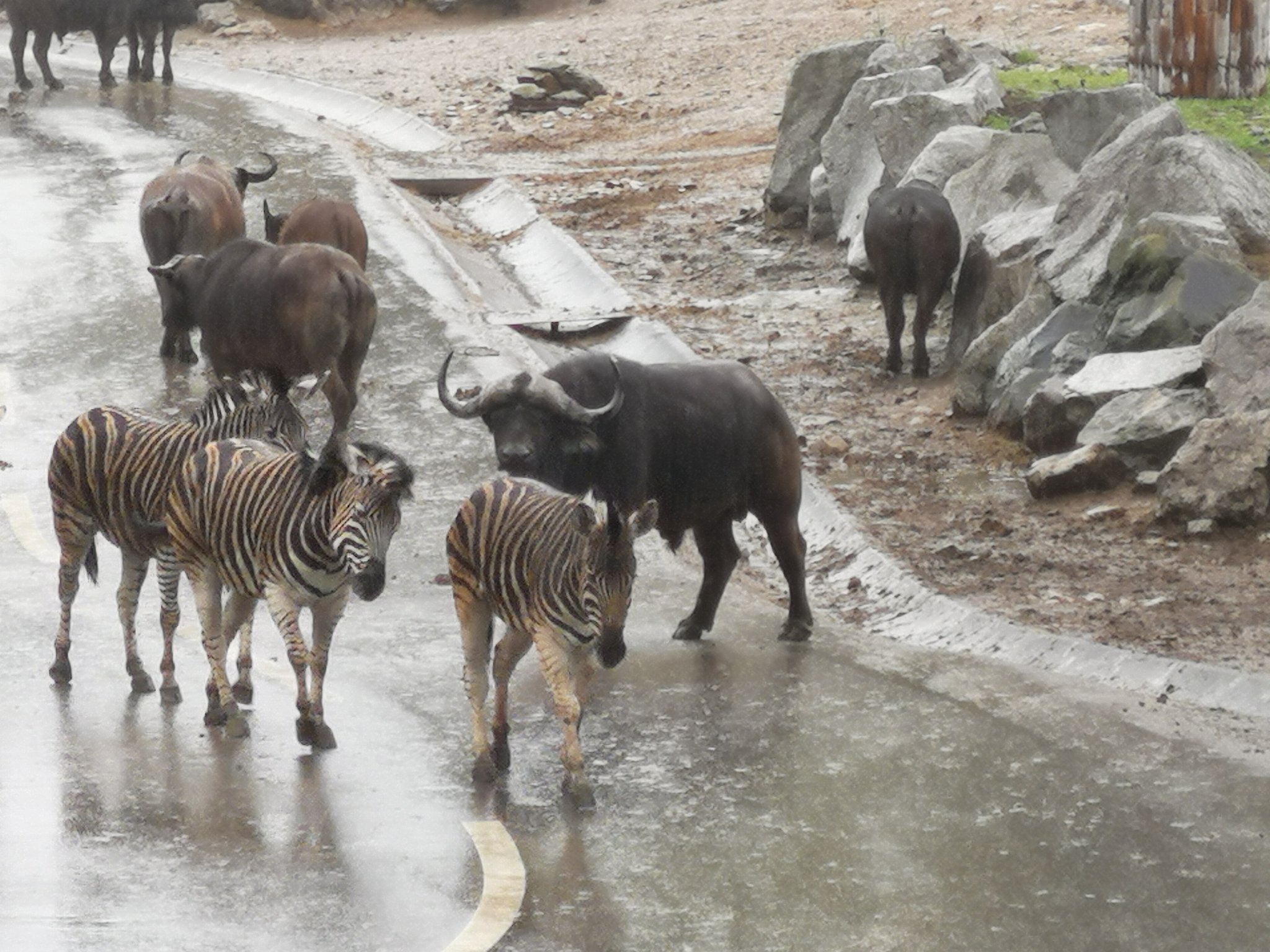 群馬サファリパーク みなさんおはようございます 今日は４月１８日です 天気は雨です 動物たちは元気です コロナに負けるな 群馬サファリパーク 動物 サファリパーク 動物写真 群馬デート 群馬旅行 T Co Lpgdh9da6i Twitter
