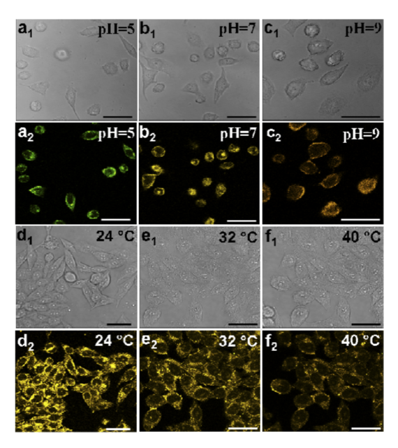 Panels a - f show Hela cells cultured at different pH or temperatures, both using regular light ('1' panels) and some fluorescent light ('2' panels). All panels should look different. But are they?
#ImageForensics - level advanced.