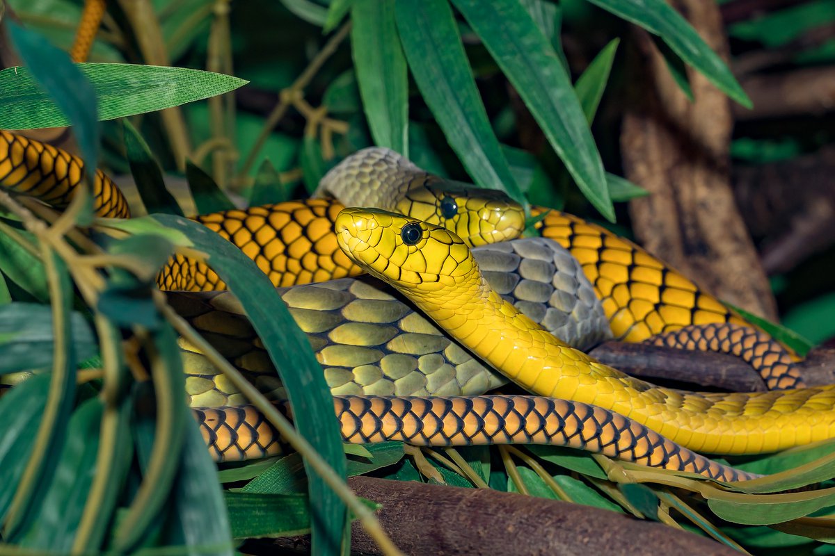 Самые красивые змей в мире. Змея Тайпан голубая. Зеленая змея ядовитая мамба. Пресмыкающиеся змеи мамба. Жёлтая неядовитая змея.