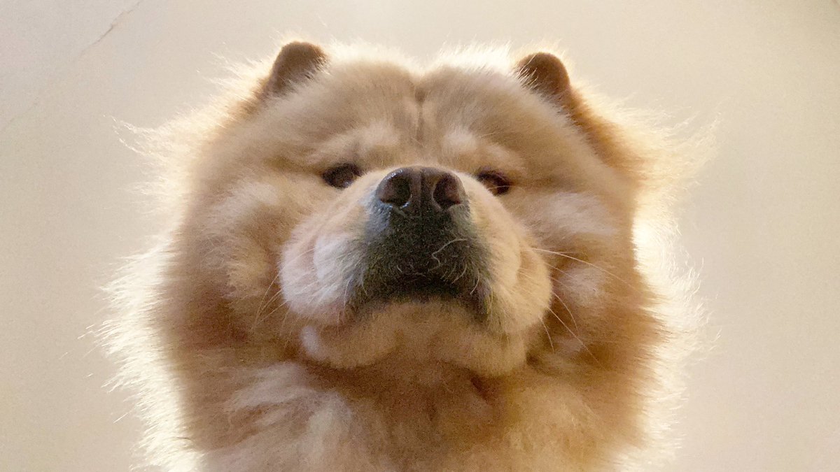 mcm_chowchow's tweet photo. @NetflixFilm I’m Marshall and I live in the US 🇺🇸 https://t.co/n8HFIfvMBM