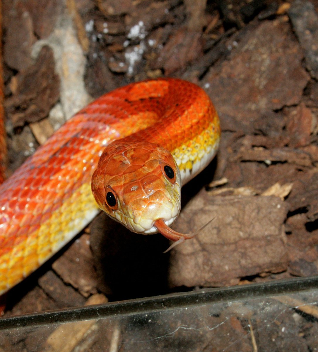 Красно желтая змея. Змея маисовый полоз оранжевый. Маисовый полоз рыжий. Полоз маисовый Red. Змеи полоз оранжевый.
