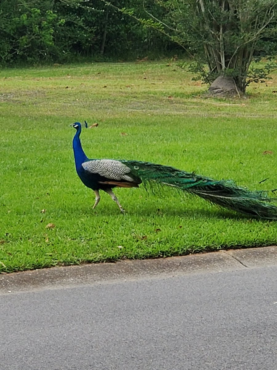 <a href="/OS_CallCenter/">Ocean Springs CC</a> you never know what our Performance Prize Patrol might see on the road!  #TuggleNation #HustleHouse #attlife