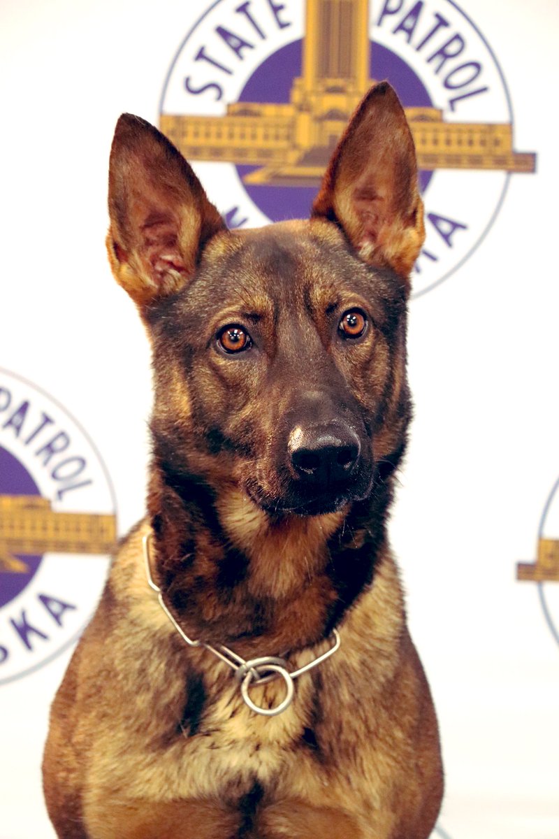 NSP_DogDivision's tweet photo. We were on scene of the standoff/manhunt incident today in Sarpy County near the Shadow Lake Towne Center supporting our local law enforcement partners. PSD Atlas assisted with a search of the storm drain system. Grateful for a safe and successful outcome. #RealLifePawPatrol https://t.co/mZ6GZwx8Yy