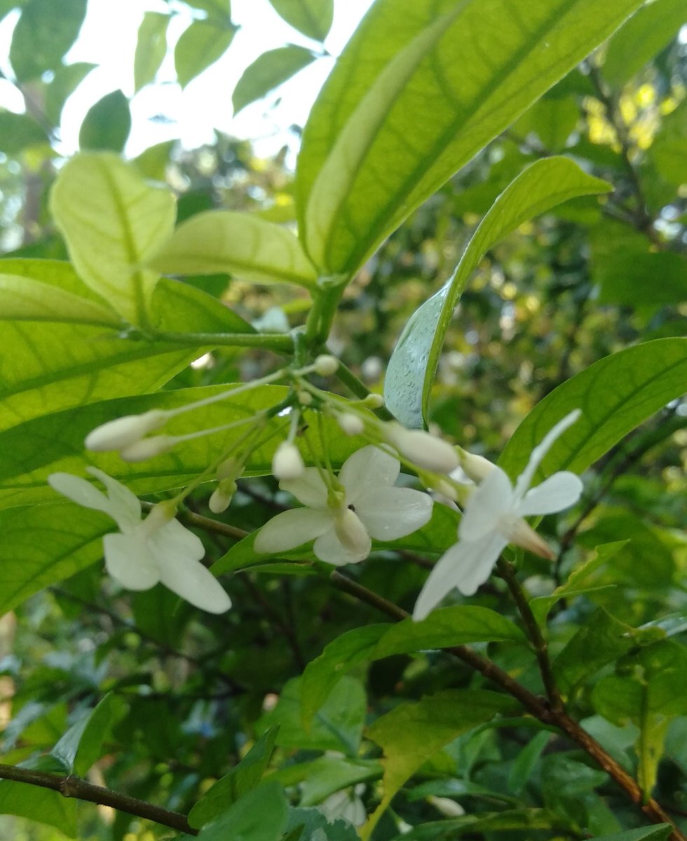 DhafirBibit's tweet image. good pagi selamat morning
ini bungaku mana bungamu ?
selamat mulung sahabat organik
Mudah²n hari ini penuh berkah dan selalu dalam lindungan-Nya

#petani #organik #lahansempit
#organiksehat