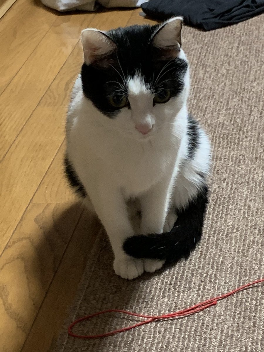 Fuku Sensei おはようー 今朝はお腹の調子治ったのか 快調にごはん食べてるにゃ 猫 猫好きな人と繋がりたい 猫写真 猫のいる暮らし ねこと暮らす ハチワレ 福先生