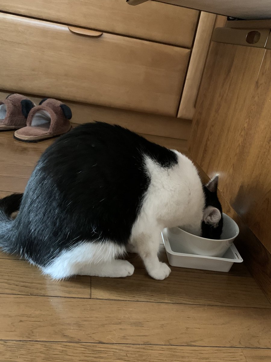 Fuku Sensei おはようー 今朝はお腹の調子治ったのか 快調にごはん食べてるにゃ 猫 猫好きな人と繋がりたい 猫写真 猫のいる暮らし ねこと暮らす ハチワレ 福先生