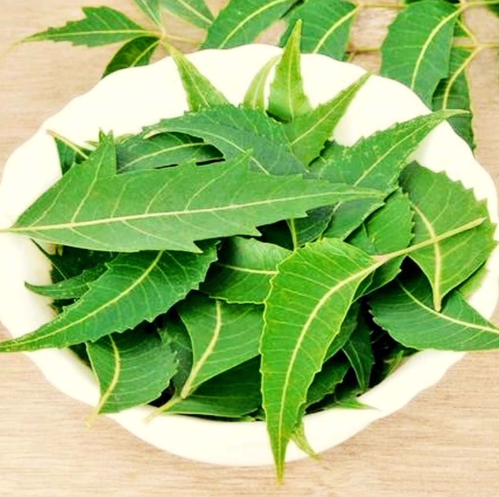 The next is my personal favourite! I know everyone is going to hate it because it is bitter, but let me tell you, it works wonders! Your immunity shoots up immediately!Neem! Eat its leaf, boiled or steamed. Or juice them. I love them raw! Even the flowers are delicious!