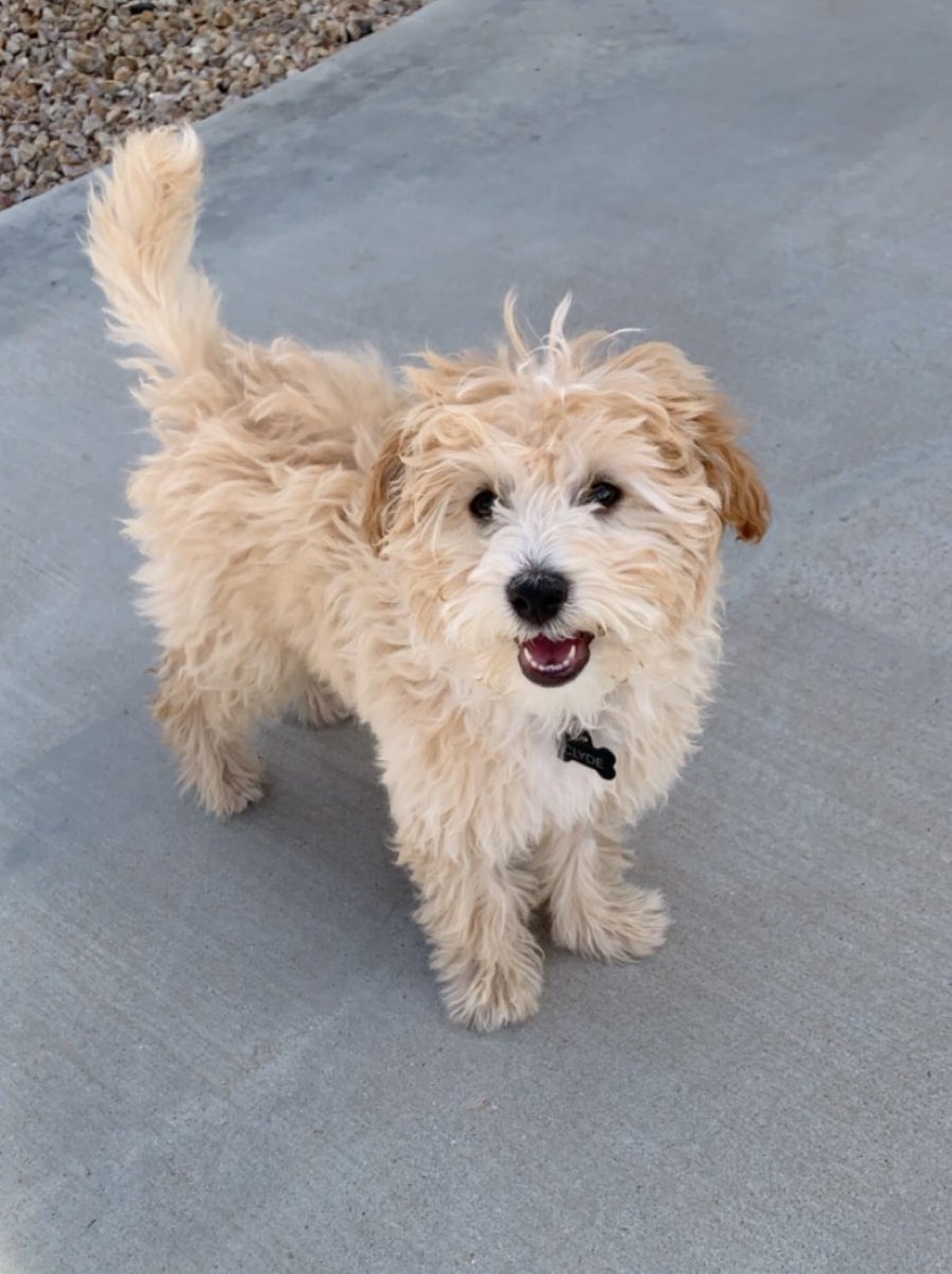 emmatweedy_'s tweet photo. Why does my dog look like a stuffed animal https://t.co/cbgqgm1KFD