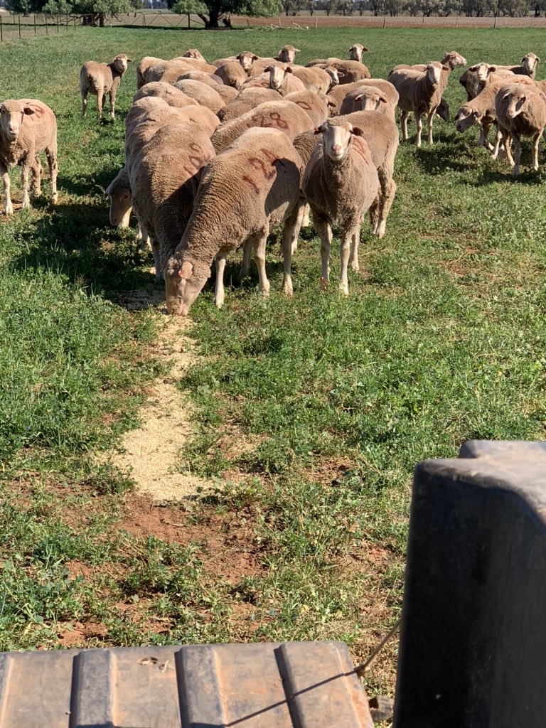 AloeburnPoll's tweet photo. Hand feeding maiden ewes in preparation to start lambing next week.... gets them comfortable with our constant presence as we tag and weigh their lambs in the hours after birth. Our commitment gives the greatest accuracy to our ASBV’s; accurate birth date, weight and status. https://t.co/m5FzVkIhkH