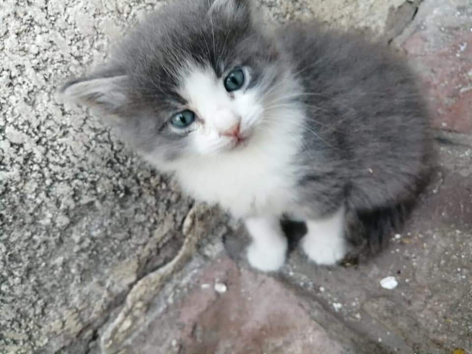 Como no me dejaban adoptar un gatito, persuadi a mi hermana por mucho tiempo para que adopte uno... 
Adivinen quién tiene un nuevo hogar?💕