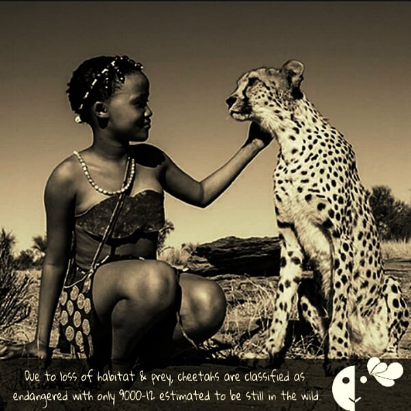 #SaturdayMotivation #SaturdayThoughts #Cheetahs #Africa #Africanliterature #africanwildlife #southernafrica #savetheenviroment #animals #MeMsie