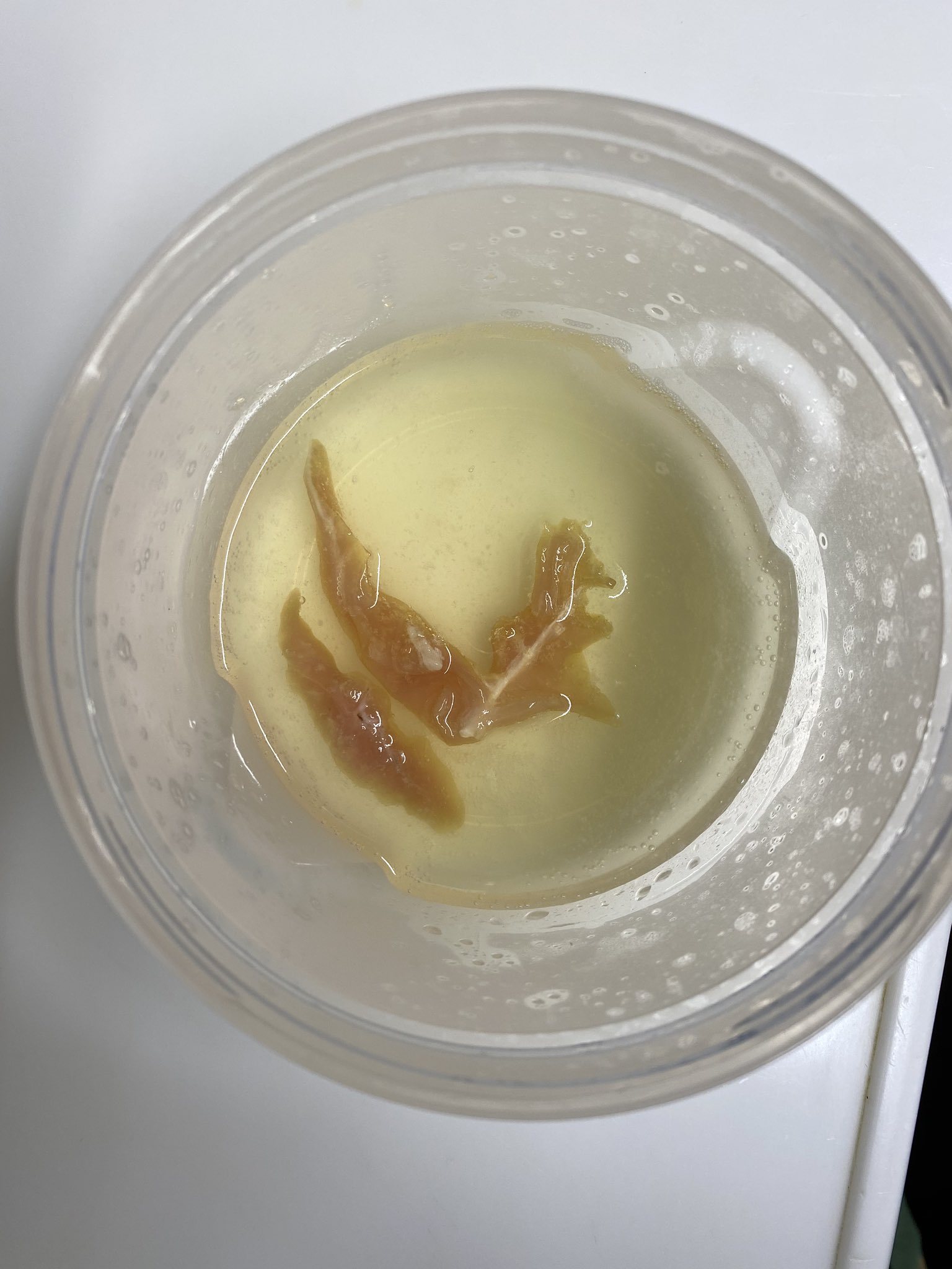 さんりようこ ハイターで肉を溶かしてみたい 家にあったのは西友ブランドの台所漂白剤だったのでそれにささみを一晩漬けてみた でも溶けるどころかゴムみたいに硬くなってしまった 漂白剤の量に対して肉が大きかったのかな 残念 T Co