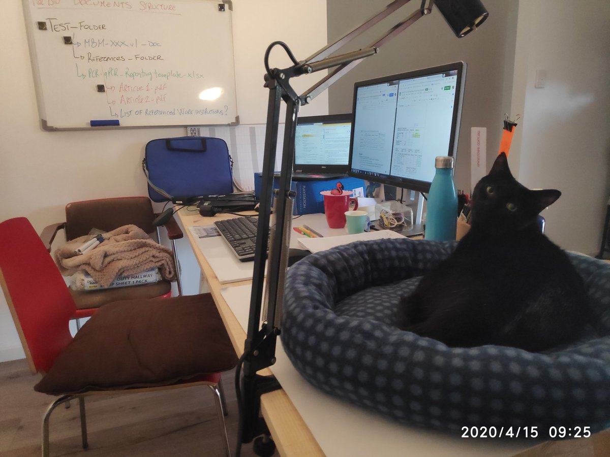 sfnbrtz's tweet photo. @thisisloveshow This is Magnus, he supervise me when I work from home. He judges me when I walk away to get coffe. https://t.co/MI6uLbotu4