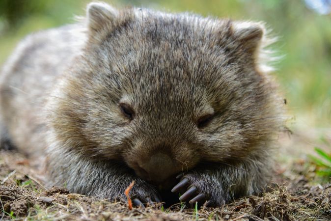 Wombat перевод. Вомбаты. Австралийский хомяк вомбат. Злой вомбат. Короткошёрстный вомбат.