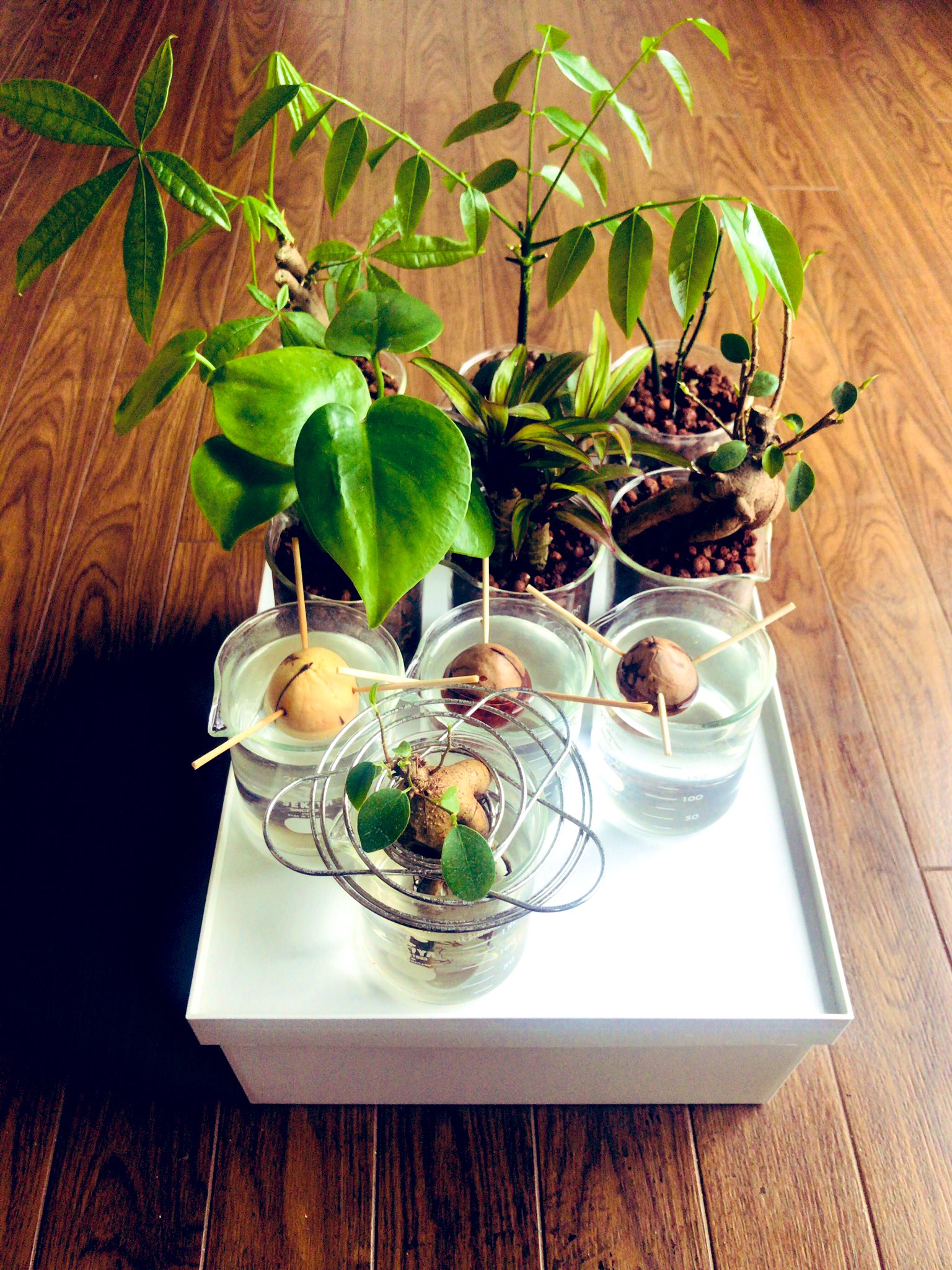 تويتر メメント モリ على تويتر はろーわーるど 春になって観葉植物を初めて剪定したけどもう新芽が息吹いて来てて嬉しい しかし アボカドの種はまだ芽を出しません W リカシツ ビーカー 観葉植物 ハイドロカルチャー アボカド ガジュマル