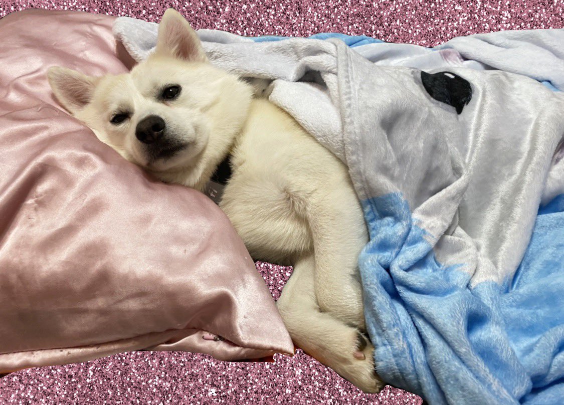 CristinaEsc's tweet photo. Jax is ready for bed https://t.co/fRqXKabFHe