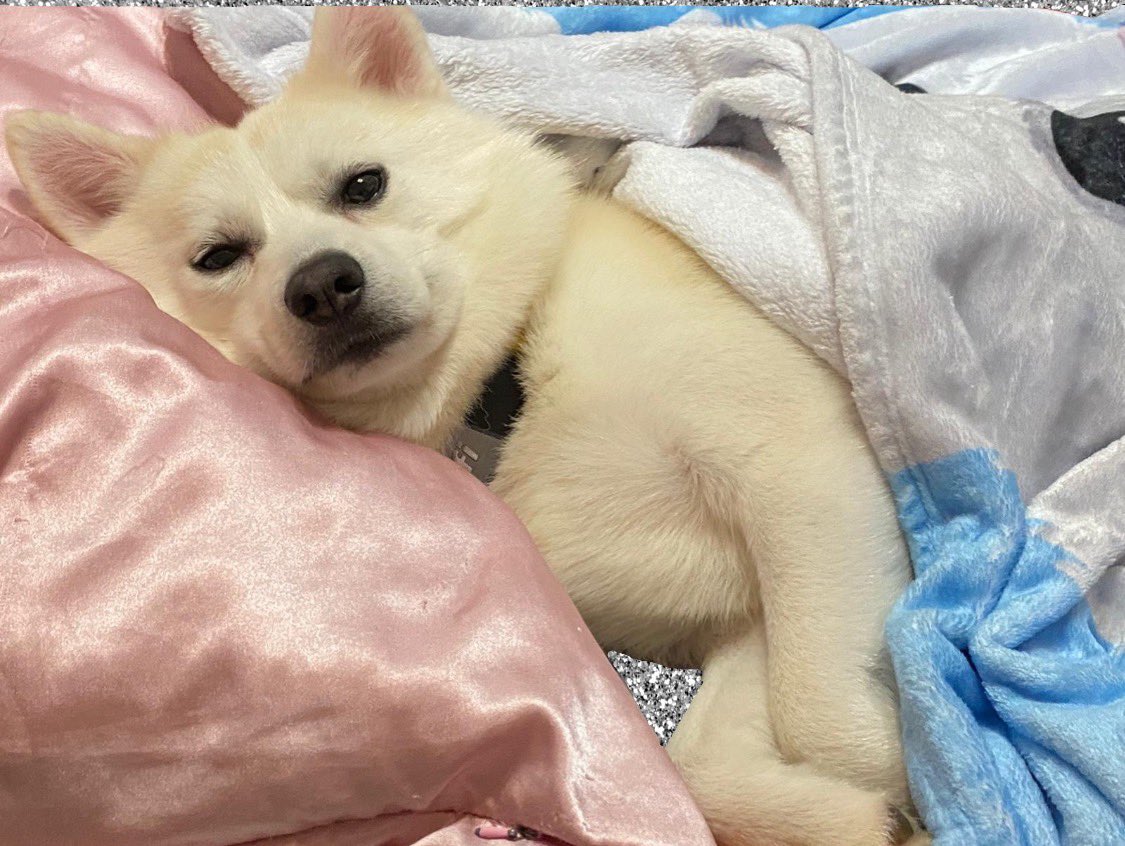 CristinaEsc's tweet photo. Jax is ready for bed https://t.co/fRqXKabFHe