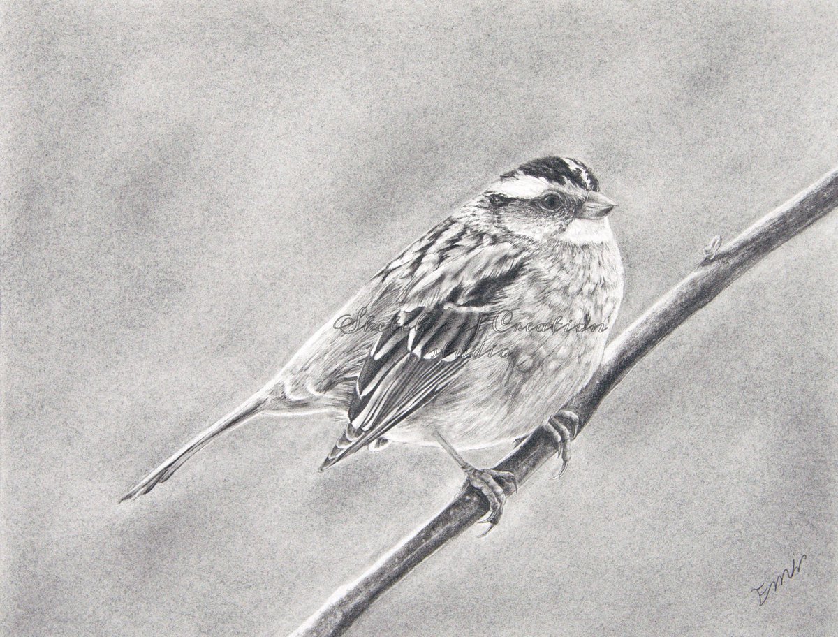 sketch_creation's tweet photo. “Sparrow” an 8x10” graphite drawing, completed April 2020. Go here to see it with the main reference I used! https://t.co/nrlG2ZJSVg
#portraitartist #graphite #artist #pencildrawing #wildlifeart #natureart #graphiteartist #animalart #animalartist https://t.co/u4wjNexFHr