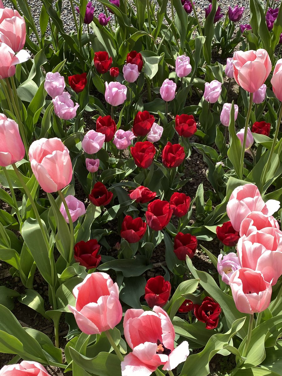 KarlenePetitt's tweet image. Sending love from my garden to you! Take time to smell the flowers. #WhatToDoDuringQuarantine play in the garden