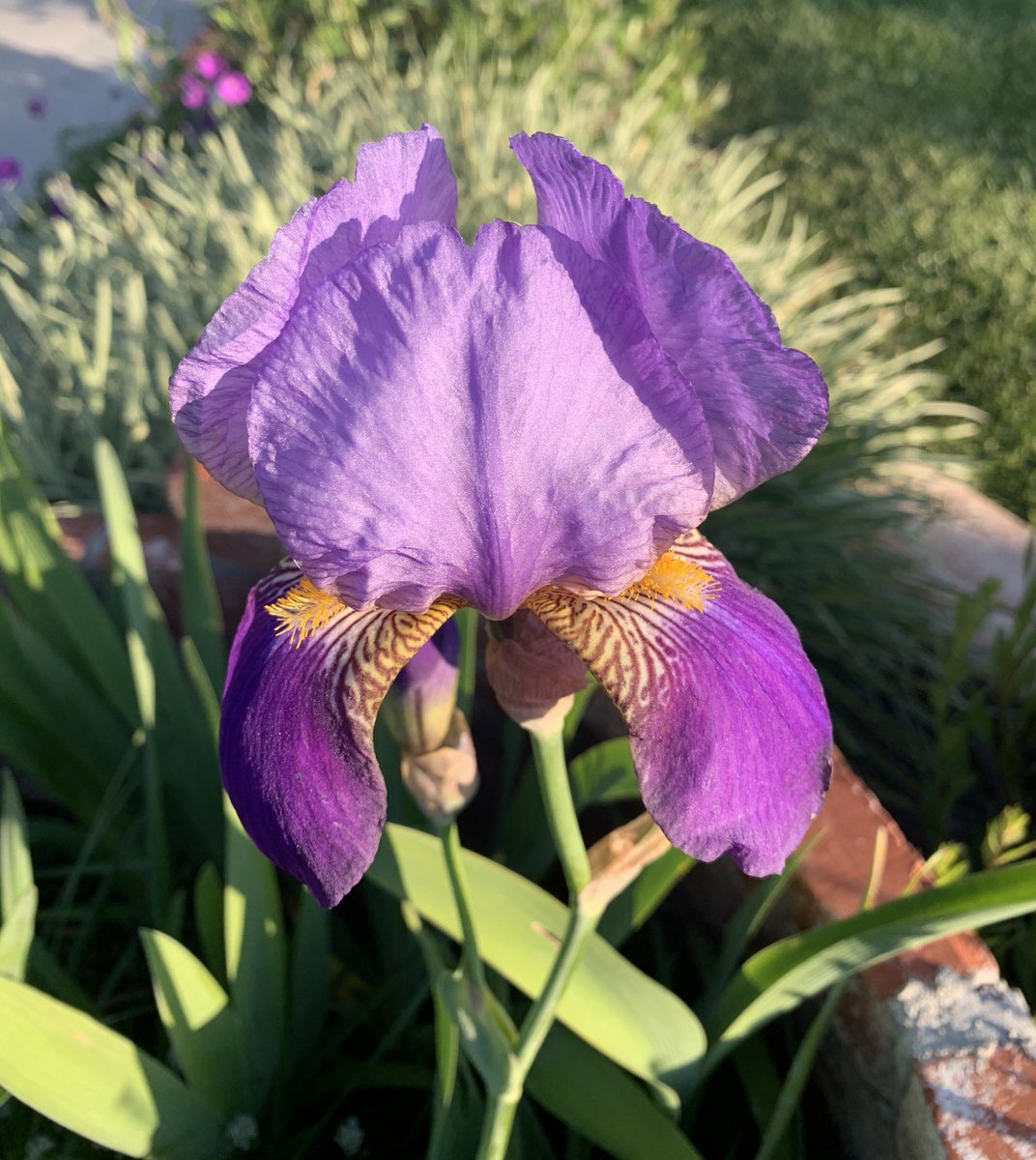 EdHeadington's tweet image. Spotted a bearded iris on my hunker down walk 🌺🌺🌺

#hunkerdown #isolation #quarantine #saferathome #losangeles #mydayinla #iris #beardediris #flowers #flower #nature #plantae #nofilter #shotoniphone #walk #walking #nofilterneeded