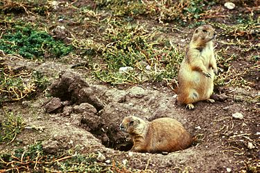 IvanKok12's tweet photo. The prairie dogs in the American Midwest are declining because of the sylvatic plague. Since they are a crucial food source to many species like the black-footed ferret, scientists are creatively using drones to vaccinate the prairie dogs with pellets. #ees028 #ferretdrones https://t.co/w8ysQGHlud