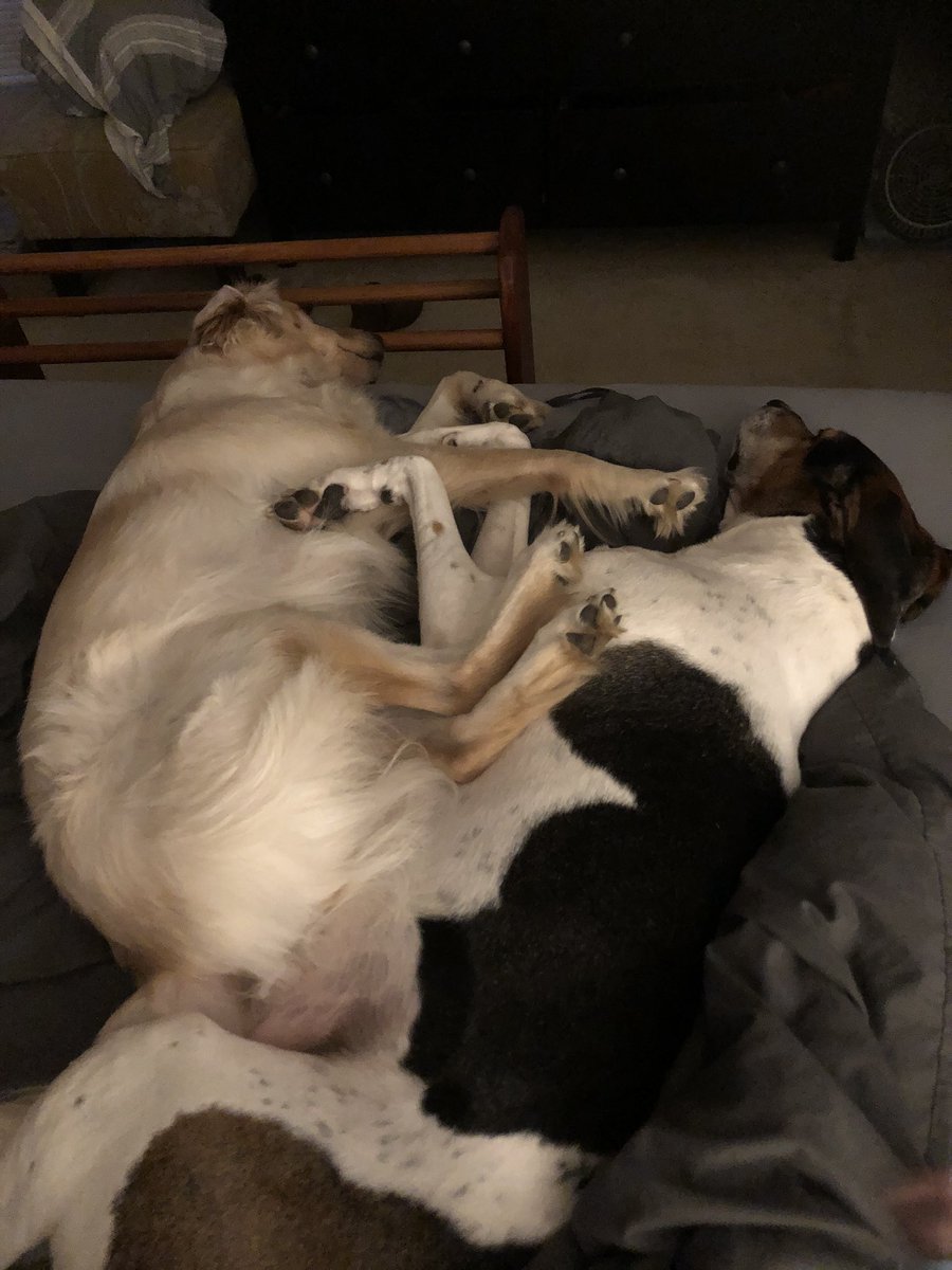 wilson_fcs's tweet photo. @NetflixFilm Penny and Luna, snuggle champions, USA https://t.co/O6gMWcJ267