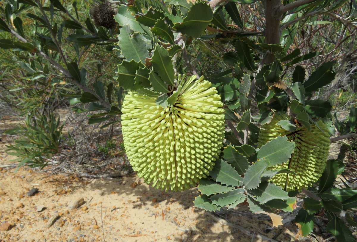  #ProteaceaeGeneraAtoZ: BANKSIA! c.170 species ranging from small prostrate shrubs to tall trees. All endemic to Australia except Banksia dentata which went troppo and extends into the Aru Islands and New GuineaImages:B. menziesiiB. lemannianaB. coccinea