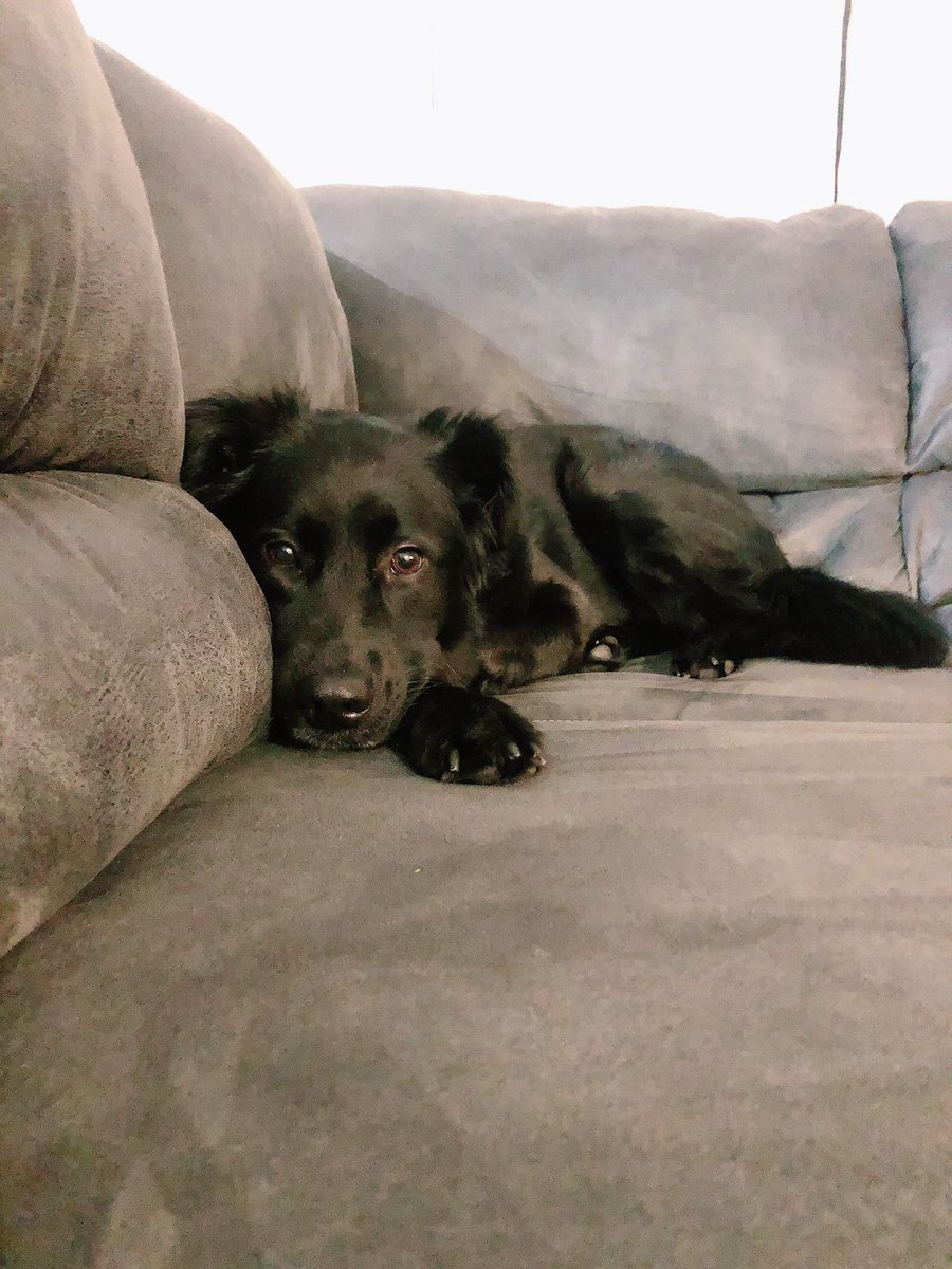 xoxotrang's tweet photo. @NetflixFilm My sweet girl, Riley 💜 from the U.S. https://t.co/jJiJeeByAd