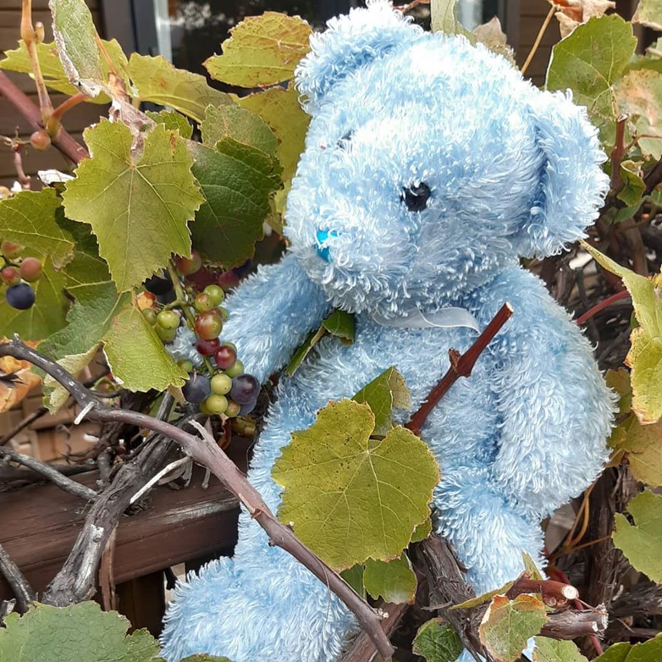 in_wanaka's tweet photo. There's unlikely to be a 2020 COVID-19 vintage but Briggs is hopeful the 2021 crop will be great! #BeLikeBriggs #stayinyourbubble #teddybearhunt #wanaka https://t.co/ty3ScMeU43