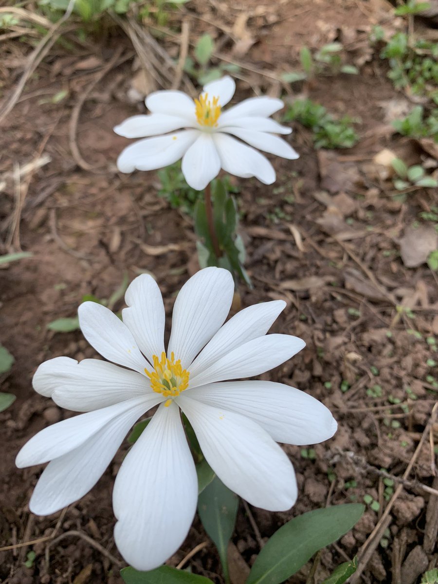 ees028's tweet photo. The Bloodroot in our backyard is blooming! 😍 #ees028 #nativeplants https://t.co/33Nb7GixQQ