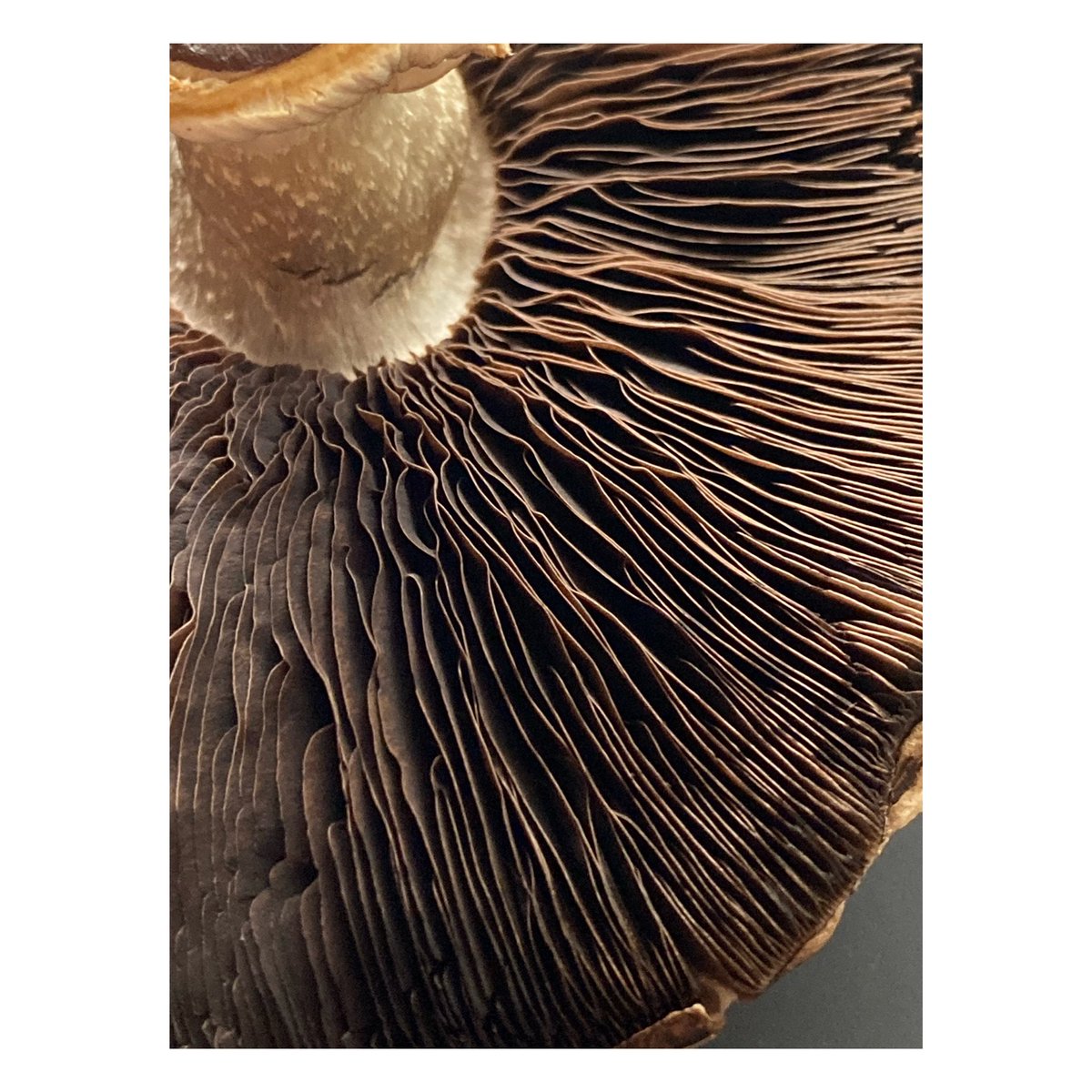 VAWK's tweet photo. When fungi inspired my fall/winter 2010 collection.
.....
#fbf #VAWK #madeincanada #fungi https://t.co/9UoQQqDYNq