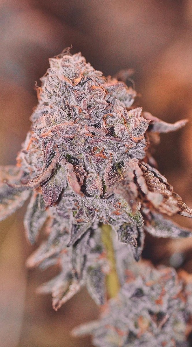 MotherLabs's tweet image. Few photos of Ice Cream Cake coming out of the east coast 😍 #motherscut #seedjunky #stevensgreens #thehypeisreal
